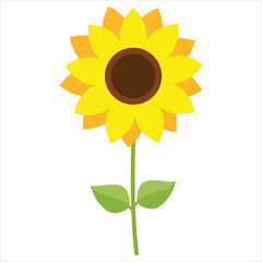 sunflower on white background