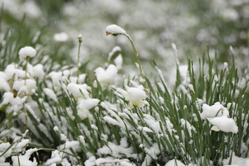 flowers under snow during frost