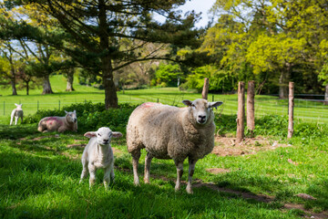sheep and lambs