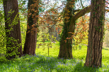 trees in the park