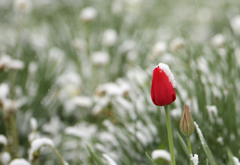 flowers under snow during frost	
