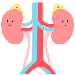 健康な腎臓・副腎のイラスト