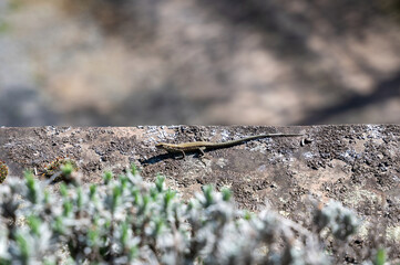 A lizard on a wall