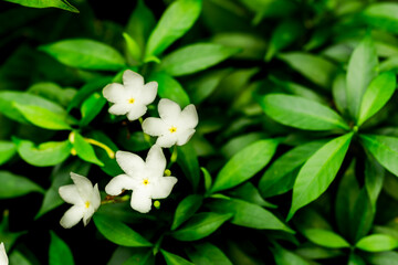 A bunch of white flowers are growing on a green bush