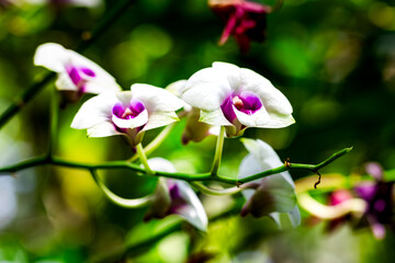 A bunch of white and purple flowers are on a green branch