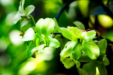 Two green flowers with a green stem