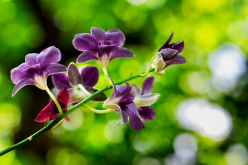 A bunch of purple flowers are on a green stem