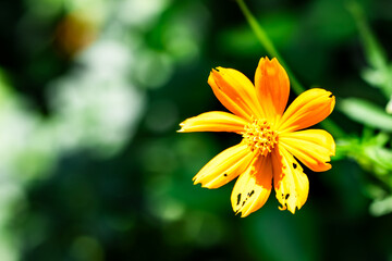 A yellow flower with brown spots sits on a green leaf