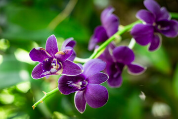 A bunch of purple flowers are on a green stem
