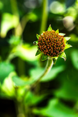 A flower with brown petals and green leaves