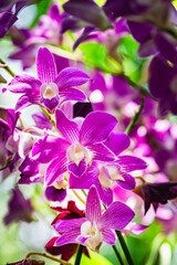 A bunch of purple flowers with white petals