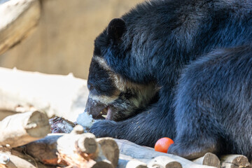 Andean bear eating a rabbit