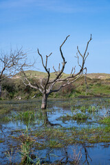 A tree stands in the water in nature