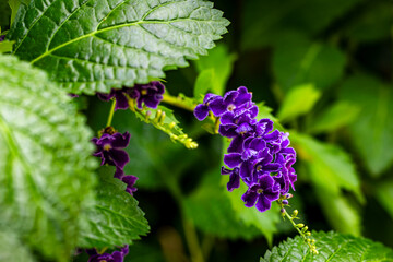 A purple flower with green leaves