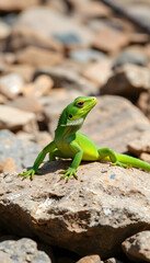 Bright green lizard basking on sunlit rocks in natural dry habitat
