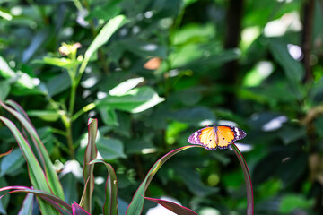 A butterfly is perched on a leaf in a lush green garden