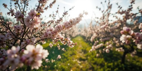 Spring Blossom Orchard - Easter Nature Background
