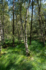 In the forest with green grass