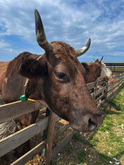 Close-up of a Brown Cow With Horns in a Farm Setting, Showcasing Rural Life Under a Clear Blue Sky © oksanamedvedeva
