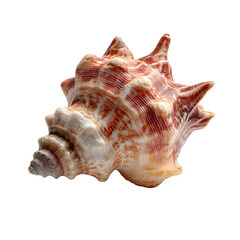 Seashell isolated on transparent background