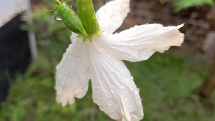 Dew-drenched white japonica flower Khulna Bangladesh 28th April 2025.