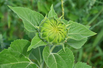 Sonnenblume, Knospe, Pflanze, Natur, Sommer