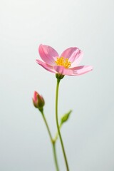 Fototapeta premium Small delicate flower isolated on white background, nature, blossom, delicate