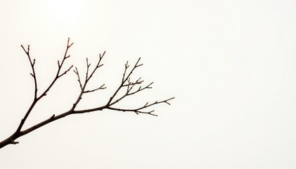Fototapeta premium Thin isolated branches on white background with gentle light, branch, isolated branches, wood