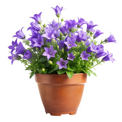 flowers in a pot isolated