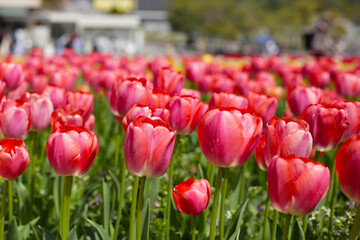 Beautiful tulip flower garden. The Expo 70 Commemorative Park, Osaka, Japan