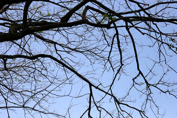 The branches of the trees contrast with the blue sky.