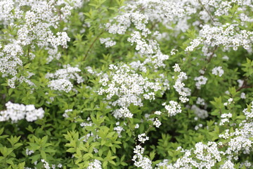 White flowers of Thunberg spirea in Japan park