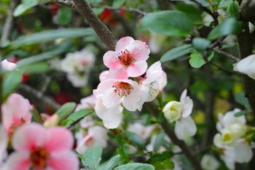 Pink quince flower with green leaves