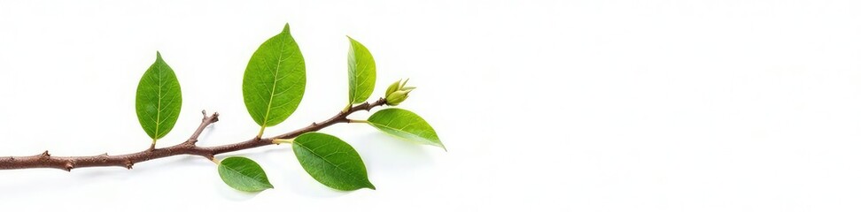 A small branch with leaves and twigs isolated in white, foliage, wooden, branch details