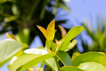 Fresh green leaves of garcinia cowa (Garcinia Cowa Roxb)