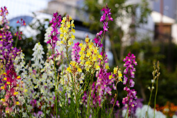 Obraz premium Linaria flower in the garden