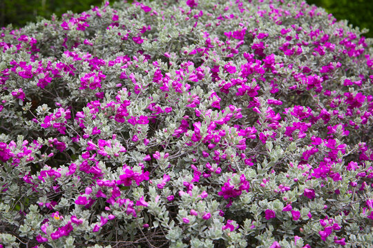 Leucophyllum frutescens plant in the garden