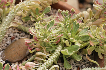 Monadenium Lugardiae cactus plant in a pot