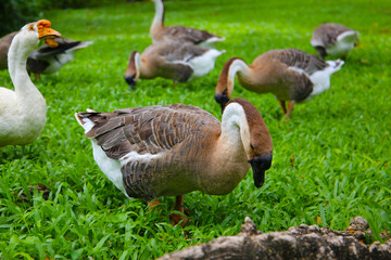 A group of geese on a lush green lawn