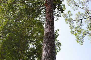 Fototapeta premium Looking up from down tree, Dipterocarpus tree, Big tree in Vietnam