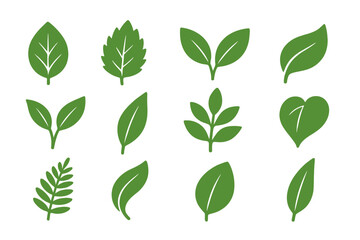 Variety of green leaves showcasing different shapes and sizes ideal for botanical designs and nature illustrations
