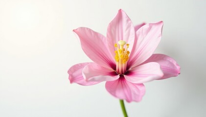 Fototapeta premium Isolated flower with soft focus on white background, soft focus, calm, natural