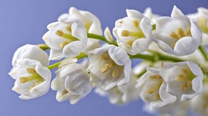 Obraz premium Delicate, white lily of the valley flowers in full bloom, with detailed, yellow stamens on a blue backdrop