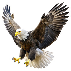 bald eagle in flight