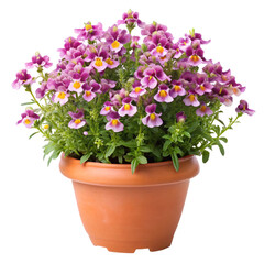 flowers in pots