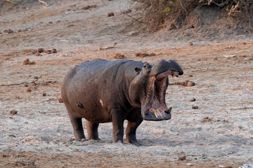Nilpferd öffnet sein grosses Maul am frühen Morgen am Chobe River