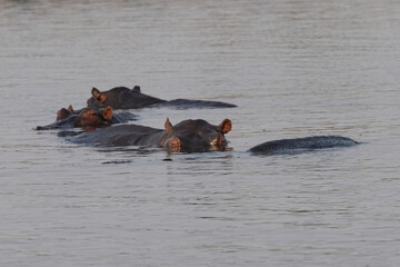 Nilpferde im Grenzgebiet von Namibia zu Botswana im Fluss