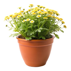 flower in a pot