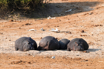 Nilpferd am Ufer des Chobe River am frühen Morgen