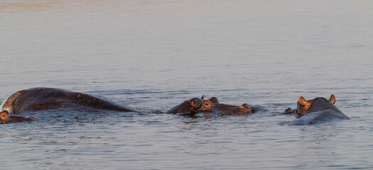 Nilpferde im Grenzgebiet von Namibia zu Botswana im Fluss